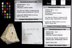 Foto (Objekt + Etiketten) von Isopoda indet. 